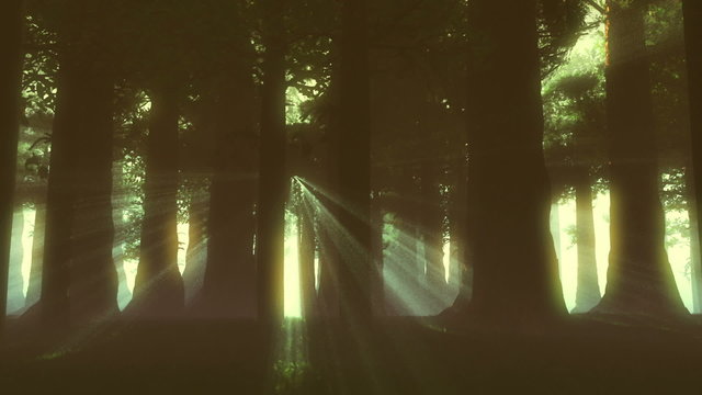 Supernatural Forest Lightrays 