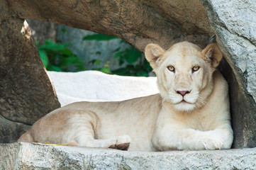 Fototapeta na wymiar White Lion.