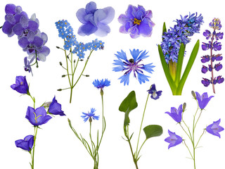 Obraz na płótnie Canvas zestaw jedenastu niebieskich kwiatów na białym tle