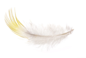 single feather with yellow edge isolated on white