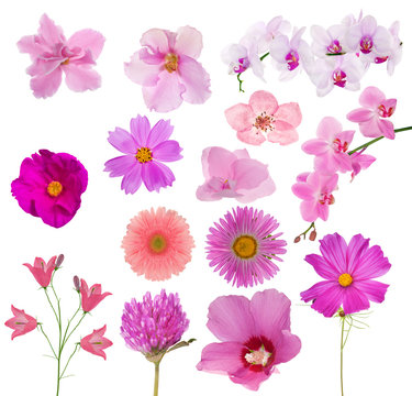 Fototapeta set of fourteen pink color flowers on white