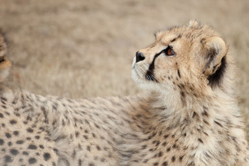 Gepard