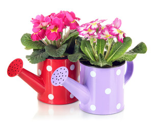 Beautiful pink primulas in watering cans, isolated on white