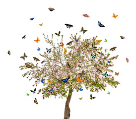 isolated butterflies and apple tree with flowers © Alexander Potapov