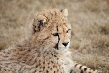 Gepard