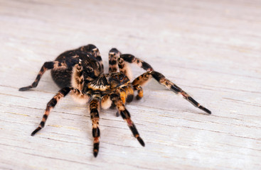Side view of  tarantula spider