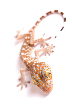 Gecko climbing isolated
