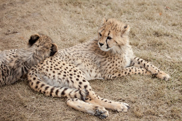 Gepard