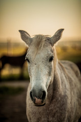 Obraz na płótnie Canvas Portret głowę konia