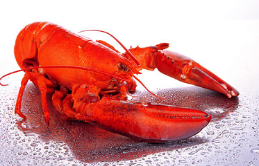 Red lobster isolated on white