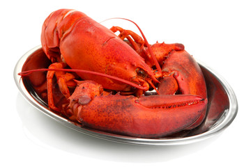 Red lobster on tray, isolated on white