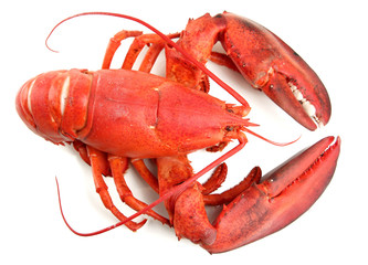 Red lobster isolated on white