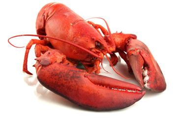 Red lobster isolated on white