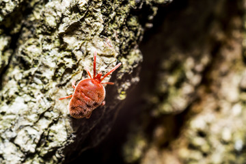 Velvet Mite