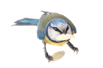 Naklejka premium caeruleus titmouse