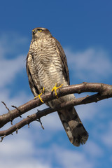 portrait on the sky background