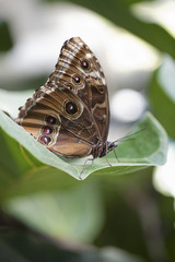 Achilles Morpho butterfly