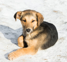 little puppy in the snow