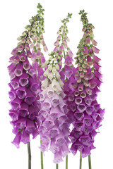 foxglove © _Vilor