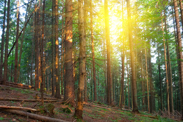 Obraz premium summer pine tree forest