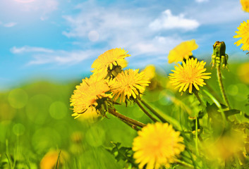 Spring dandelions