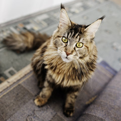 Portret kota rasy Maine Coon © serav