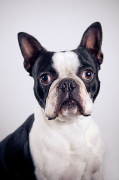 Boston terrier portrait