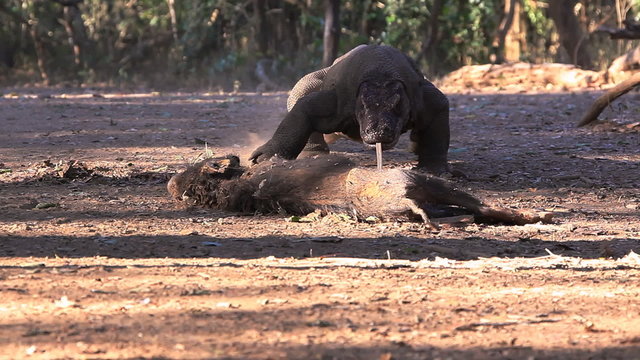 Komodo Dragon comes nearer to the victim. Rinca island.