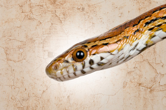 photograph of a harmless corn snake