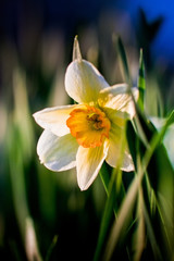 Narcissus flower at twilight 