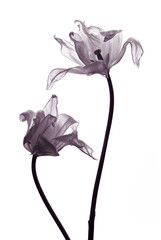 tulip  silhouettes on white