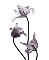 three tranparent tulips on white background