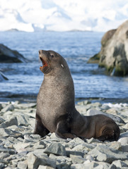 Male fur seals on the beach of the Antarctic.