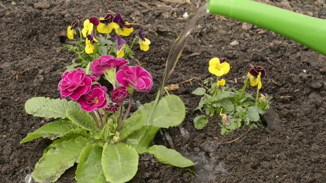 Blumen gie&szlig;en