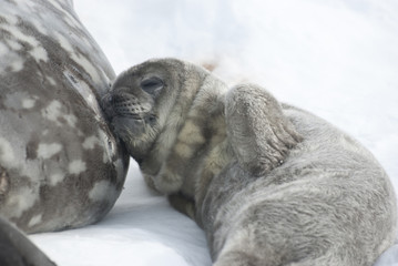 Weddell seal pups resting after a meal.