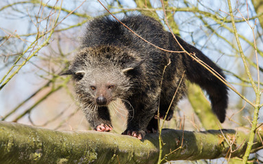 Close-up of a Binturong