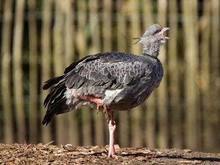 Close-up of a Southern Screamer