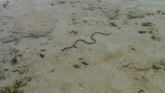 Poisonous black and white sea snake