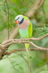 The portrait of Red-breasted parakeet in Thailand