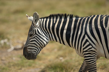 Fototapeta na wymiar Profil Zebra