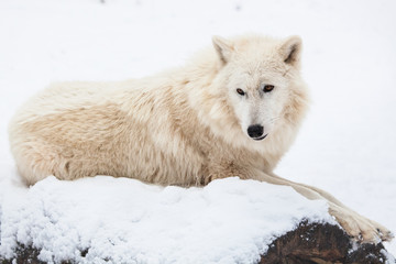 resting arctic wolf