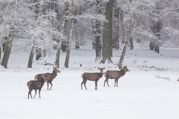 herd of red deer in winter