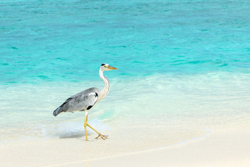 Heron at the beach