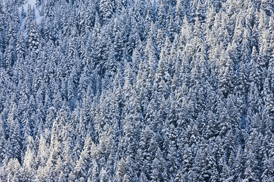 Snow covered forest trees