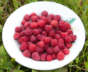 Ripe raspberry had just collected from the bush
