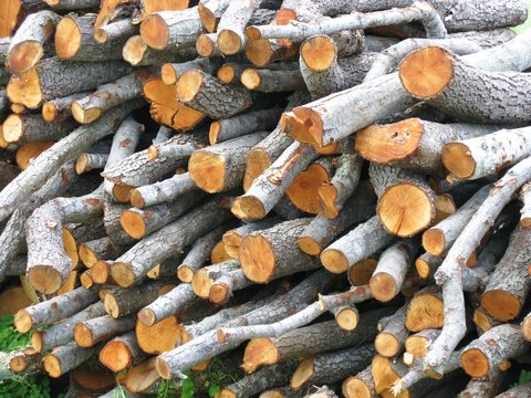 Pieces of holm oak wood from Olib in Croatia