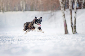 Border collie dog running in winter