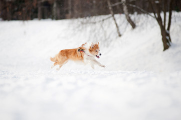 Border collie dog running fast in winter