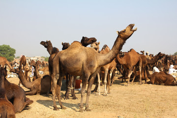camels during festival in Pushkar