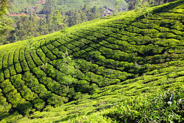 mountain tea plantation in India